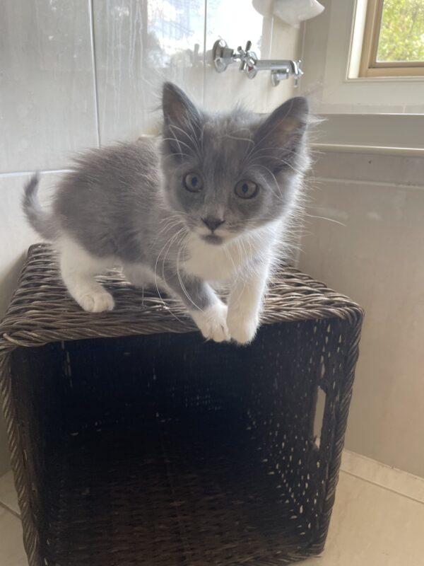 Storm - gorgeous grey kitten - Image 4