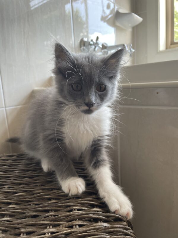 Storm - gorgeous grey kitten - Image 3