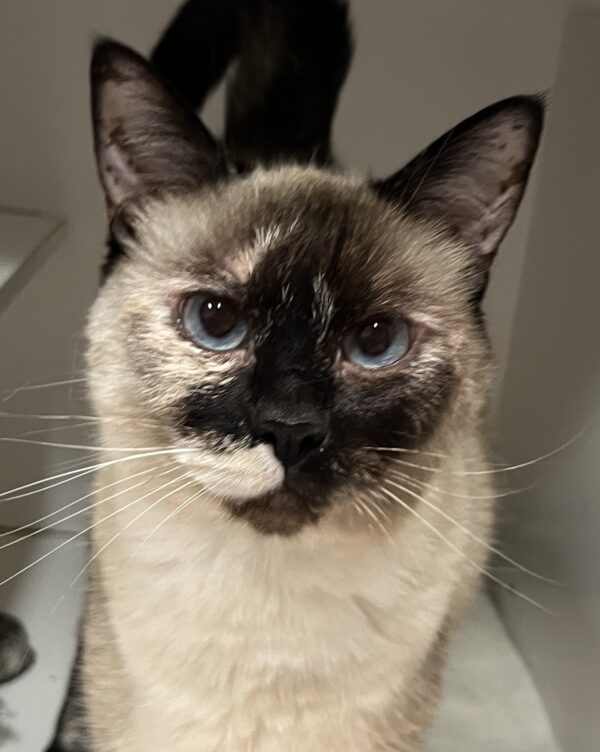 Suki - the spirited Siamese