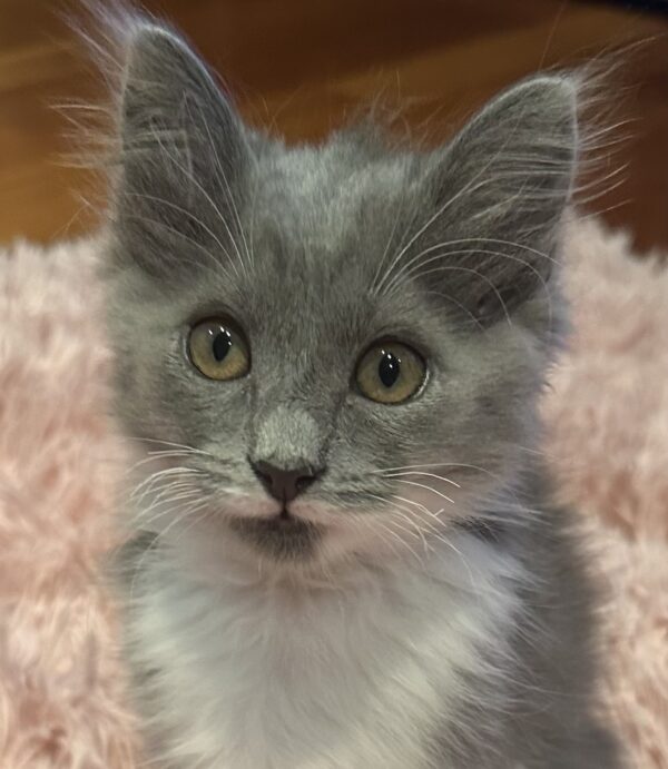 Storm - gorgeous grey kitten