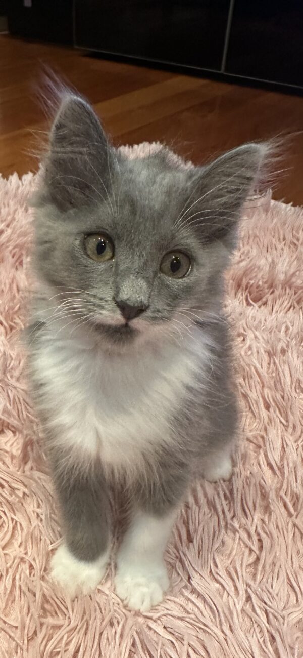 Storm - gorgeous grey kitten - Image 2