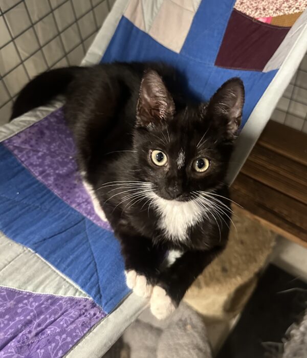 Tommy - charming tuxedo kitten