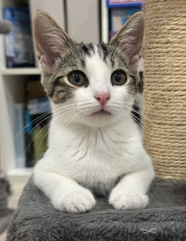 Snowball - affectionate lap kitten