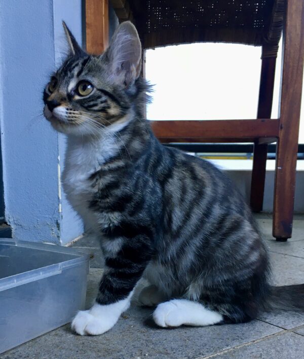 Wynonna - playful tabby girl