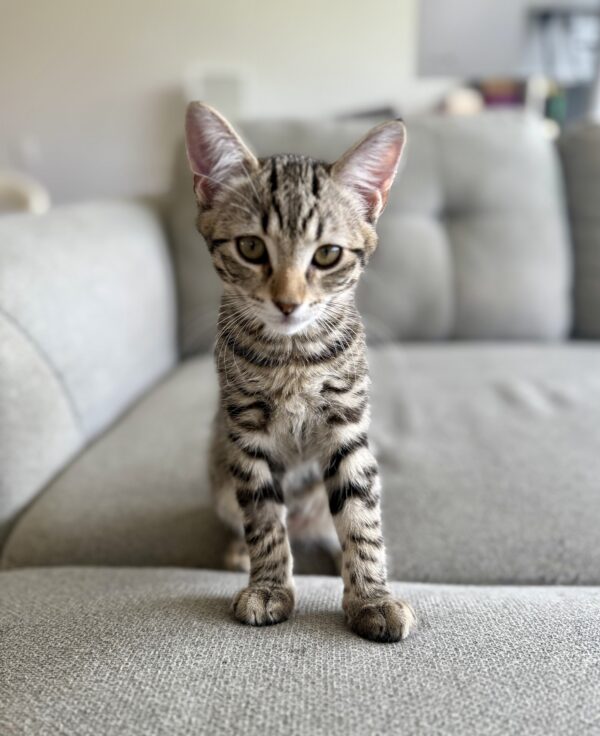 Luigi - sweet tabby kitten